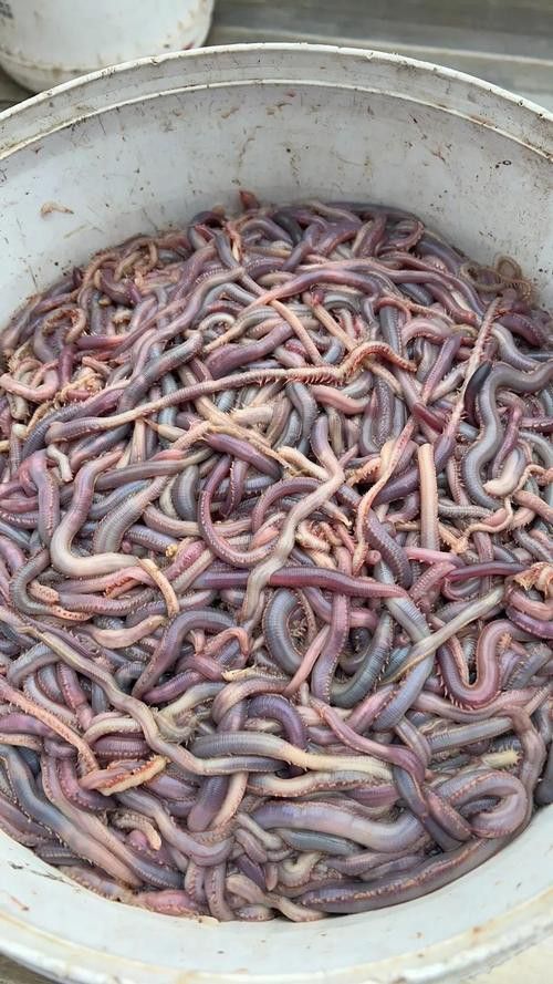 淡水土龍魚圖片大全欣賞 龍魚百科 第26張 淡水土龍魚圖片大全欣賞 淡水土龍魚圖片大全欣賞 龍魚百科 第26張