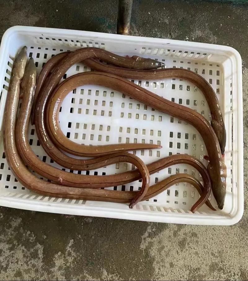 淡水土龍魚圖片大全欣賞 龍魚百科 第25張 淡水土龍魚圖片大全欣賞 淡水土龍魚圖片大全欣賞 龍魚百科 第25張