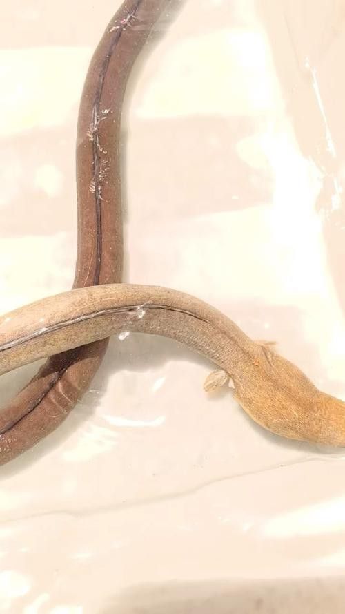 淡水土龍魚圖片大全欣賞 龍魚百科 第23張 淡水土龍魚圖片大全欣賞 淡水土龍魚圖片大全欣賞 龍魚百科 第23張