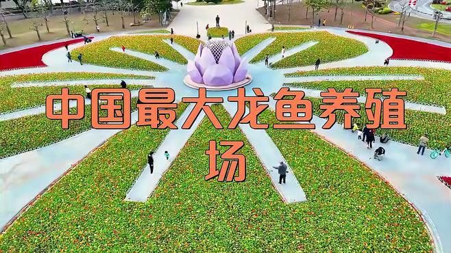 淡水土龍魚圖片大全欣賞 淡水土龍魚圖片大全欣賞 龍魚百科 第28張