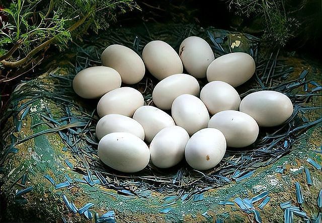 淡水土龍魚圖片大全欣賞 淡水土龍魚圖片大全欣賞 龍魚百科 第33張