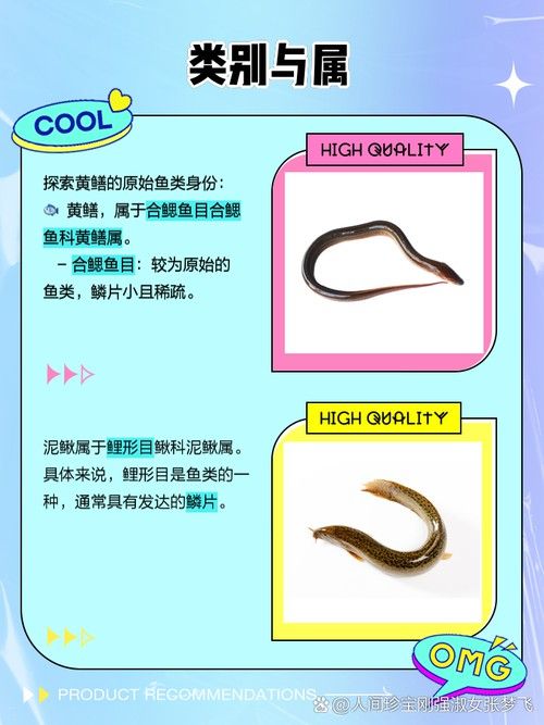 淡水土龍魚圖片大全欣賞 龍魚百科 第38張 淡水土龍魚圖片大全欣賞 淡水土龍魚圖片大全欣賞 龍魚百科 第38張