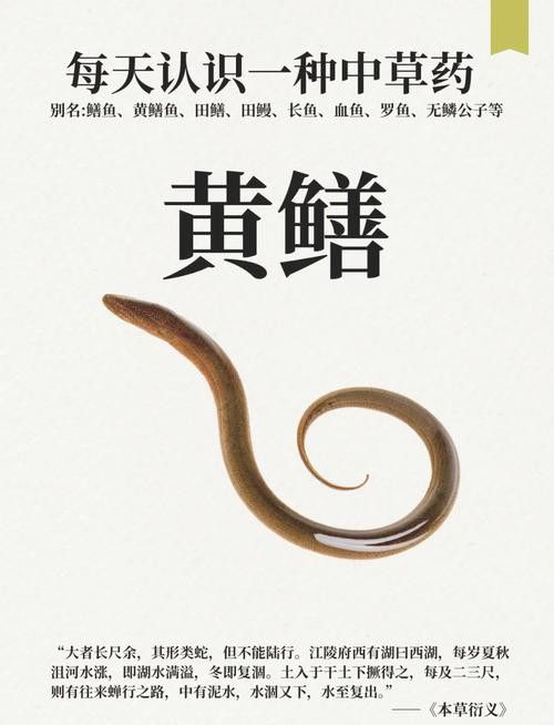 淡水土龍魚圖片大全欣賞 龍魚百科 第37張 淡水土龍魚圖片大全欣賞 淡水土龍魚圖片大全欣賞 龍魚百科 第37張