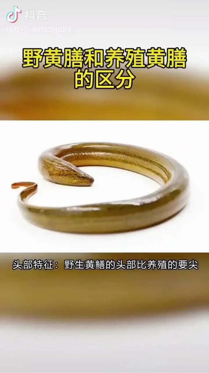 淡水土龍魚圖片大全欣賞 龍魚百科 第36張 淡水土龍魚圖片大全欣賞 淡水土龍魚圖片大全欣賞 龍魚百科 第36張