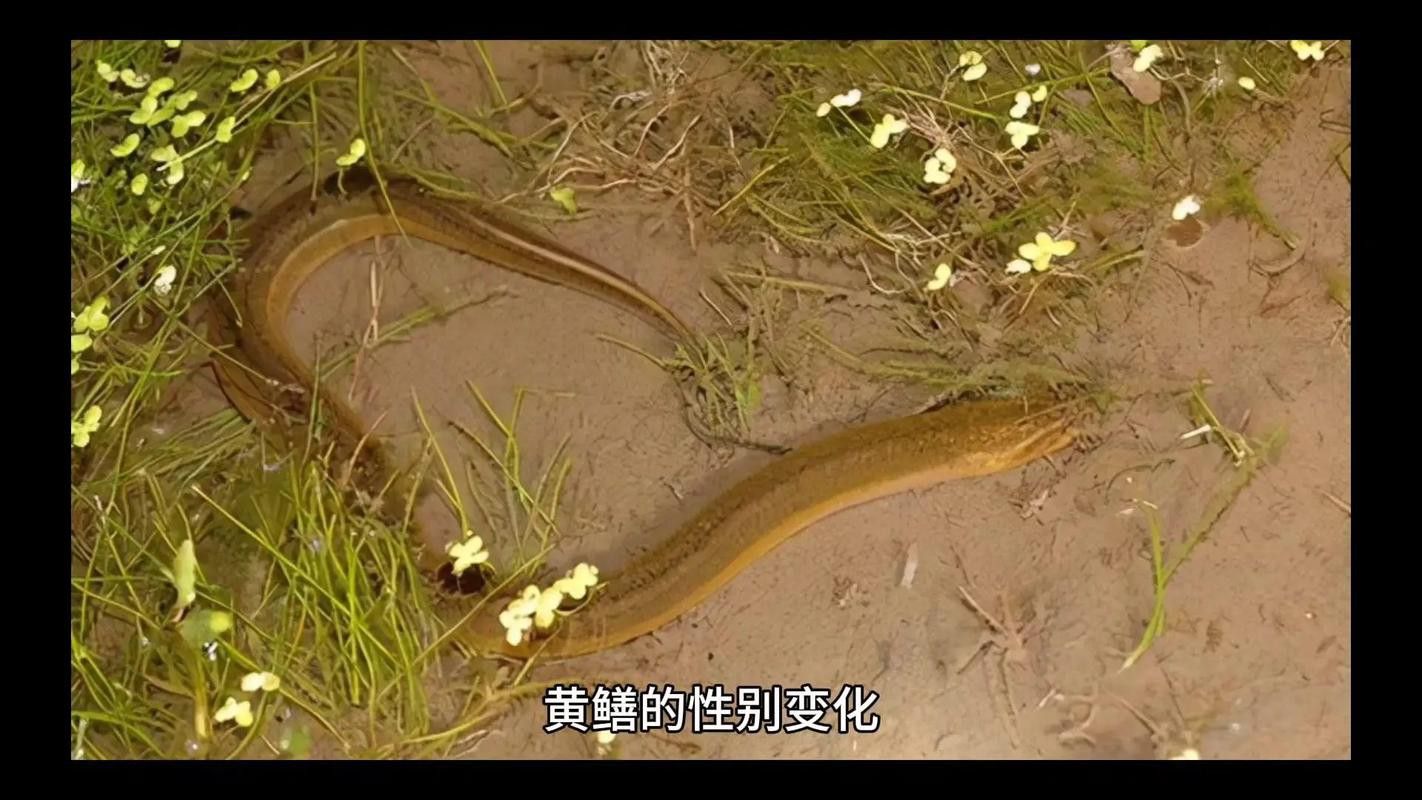 淡水土龍魚圖片大全欣賞 龍魚百科 第39張 淡水土龍魚圖片大全欣賞 淡水土龍魚圖片大全欣賞 龍魚百科 第39張