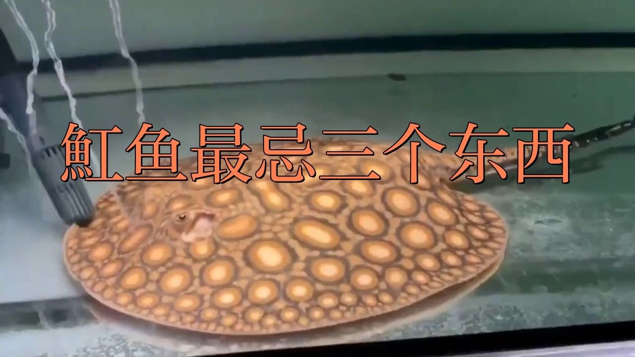 龍魚混養魚推薦圖片高清版