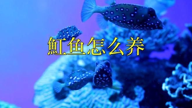 龍魚混養魚推薦圖片高清版