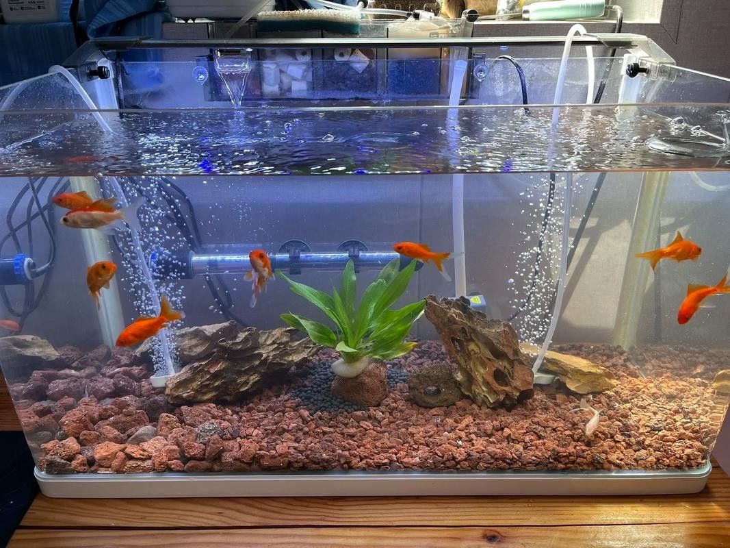 龍魚混養魚推薦圖片高清版