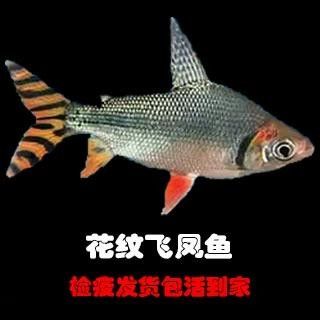 龍魚混養魚推薦圖片高清版