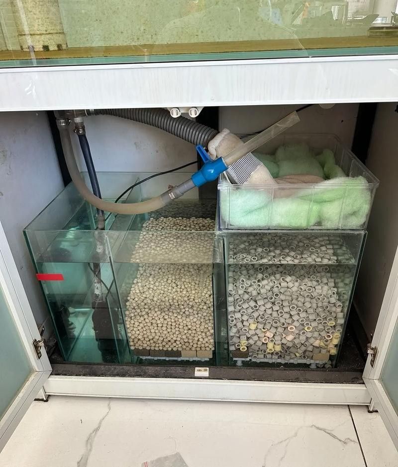 龍魚混養魚推薦圖片高清版
