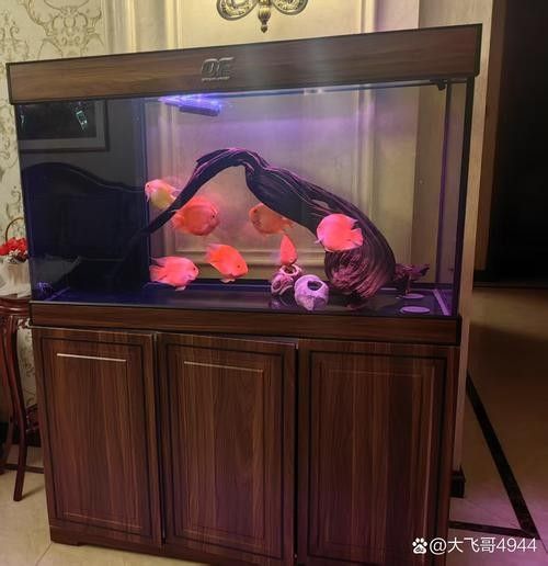龍魚混養魚推薦圖片高清版