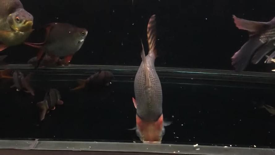 龍魚混養魚推薦圖片高清版