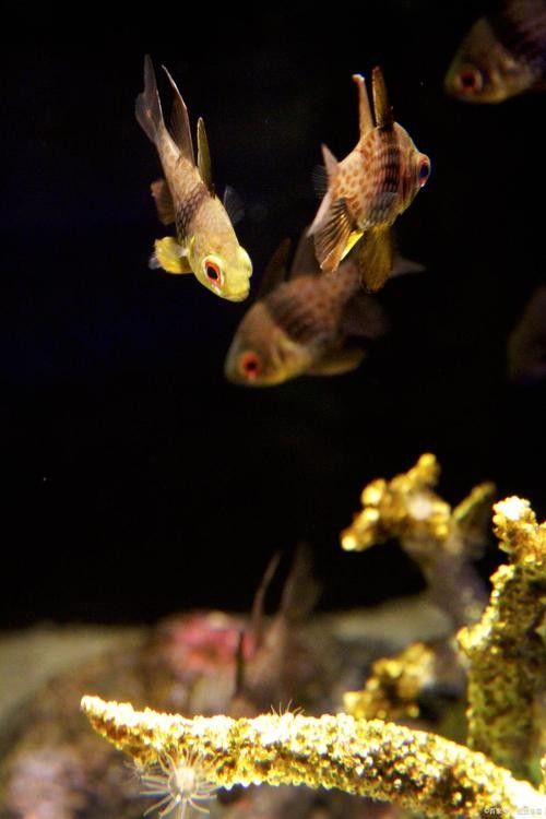 龍魚混養魚推薦圖片高清版