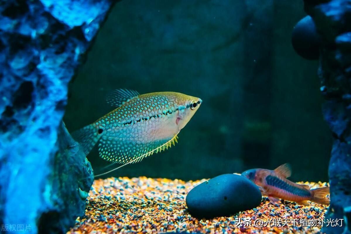龍魚混養魚推薦圖片高清版
