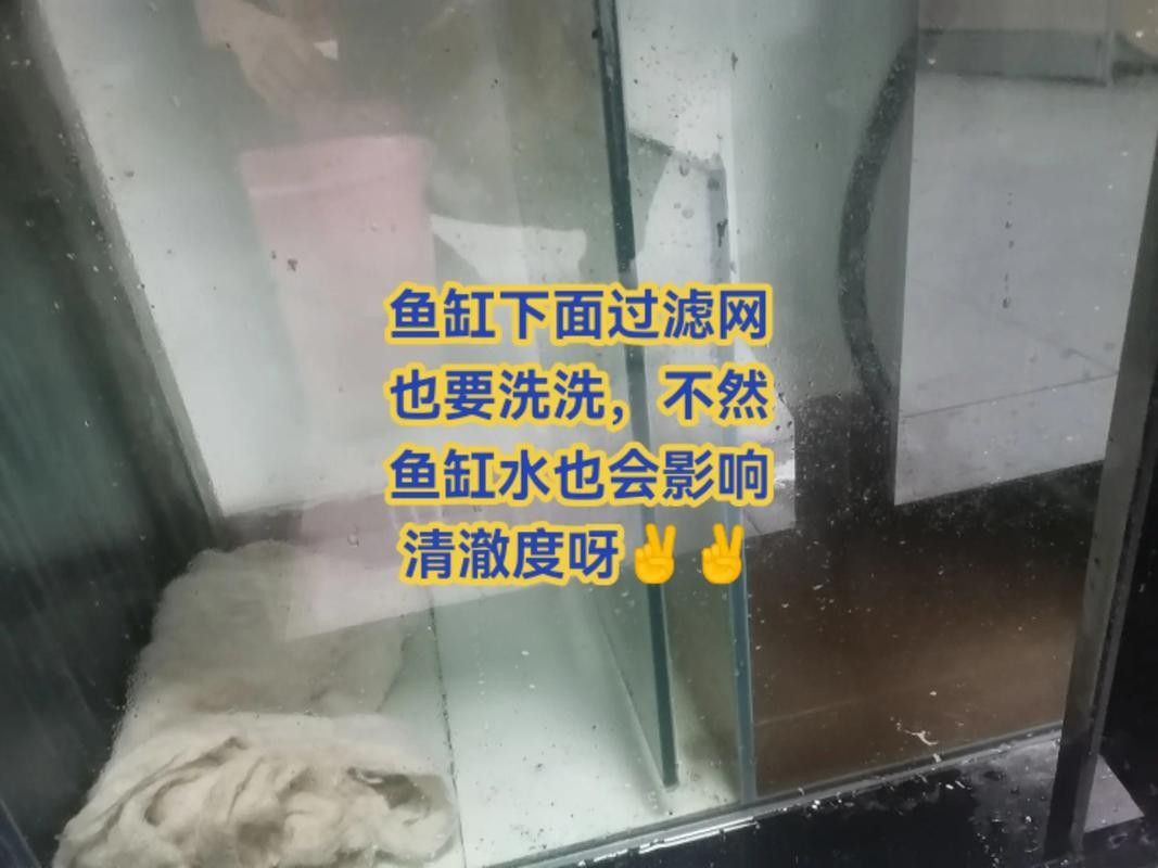 龍魚混養魚推薦圖片高清版