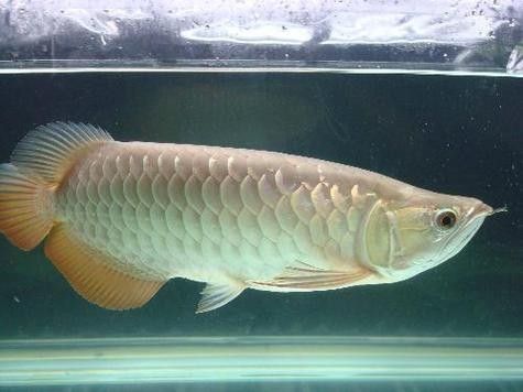 青龍魚是什么魚種圖片