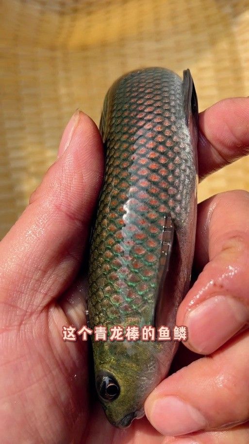 青龍魚是什么魚種圖片