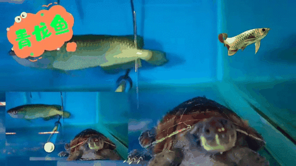 青龍魚是什么魚種圖片