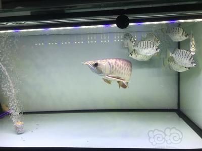 家里養的龍魚死了預示著什么：家里養的龍魚死了預示著什么呢？