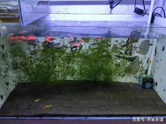 為什么大魚缸不用水泵抽水，人工換水對(duì)魚健康的注意事項(xiàng)介紹人工換水對(duì)魚健康的注意事項(xiàng)