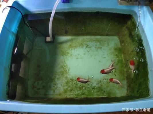 為什么大魚缸不用水泵抽水，人工換水對(duì)魚健康的注意事項(xiàng)介紹人工換水對(duì)魚健康的注意事項(xiàng)