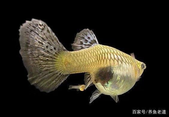 為什么大魚缸不用水泵抽水，人工換水對(duì)魚健康的注意事項(xiàng)介紹人工換水對(duì)魚健康的注意事項(xiàng)