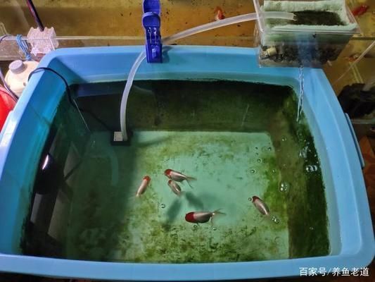 為什么大魚缸不用水泵抽水，人工換水對(duì)魚健康的注意事項(xiàng)介紹人工換水對(duì)魚健康的注意事項(xiàng)