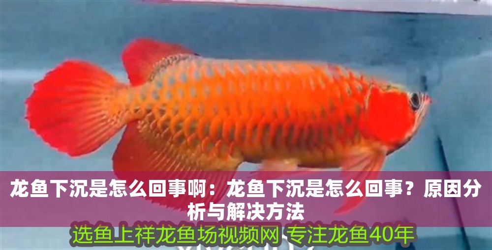 龍魚下沉是怎么回事啊：龍魚下沉是怎么回事？原因分析與解決方法
