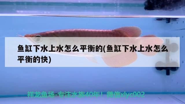 龍魚死了主人會倒霉嗎：龍魚死亡時，人們自然會聯想到這是否預示著主人會遭遇不幸