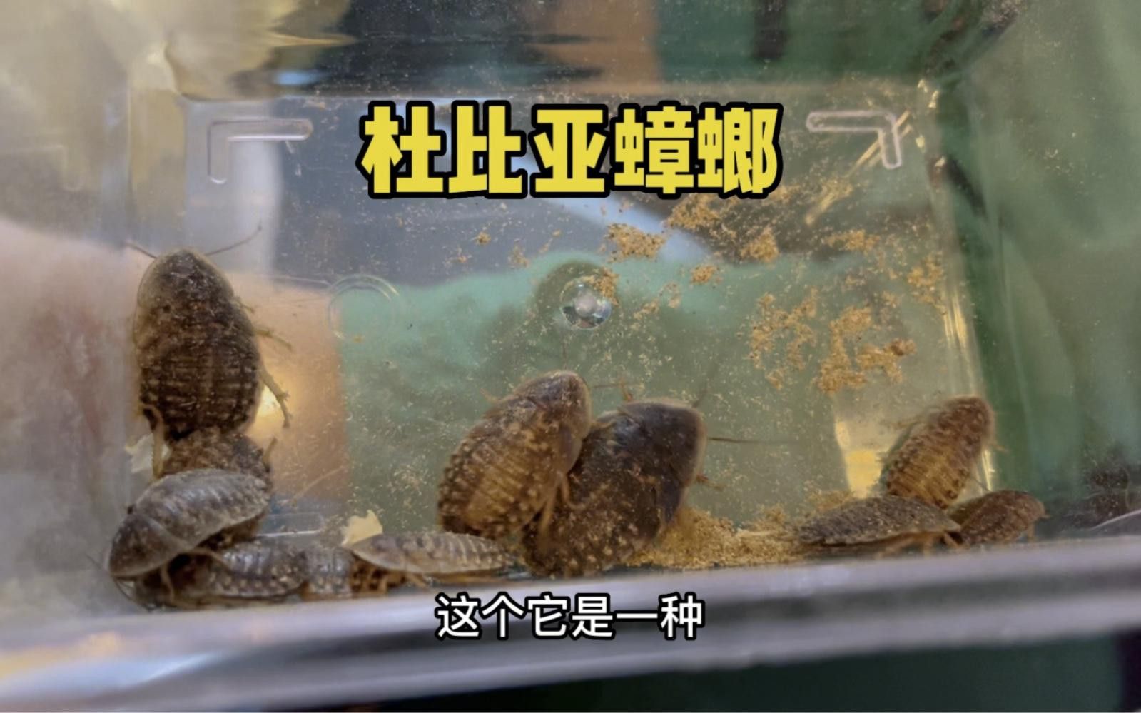 哪些昆蟲適合喂龍魚？