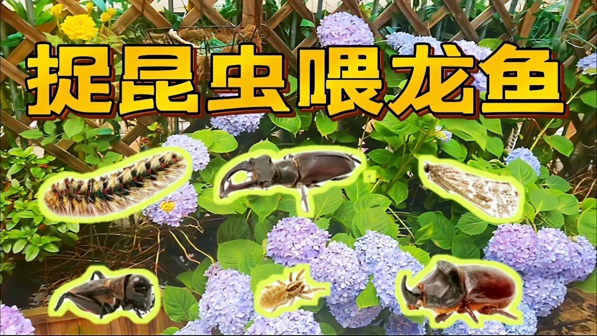 哪些昆蟲適合喂龍魚？
