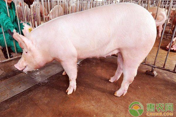 紅龍魚(yú)掉眼圖片真實(shí)大全高清大圖（紅龍魚(yú)掉眼圖片真實(shí)大全高清大圖視頻）