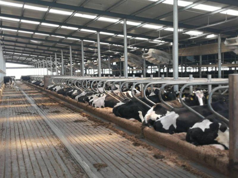 紅龍魚(yú)掉眼圖片真實(shí)大全高清大圖（紅龍魚(yú)掉眼圖片真實(shí)大全高清大圖視頻）