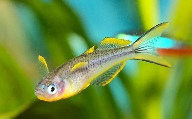 金魚的肺是怎么呼吸的 龍魚百科 第4張 金魚的肺是怎么呼吸的 金魚的肺是怎么呼吸的 龍魚百科 第4張