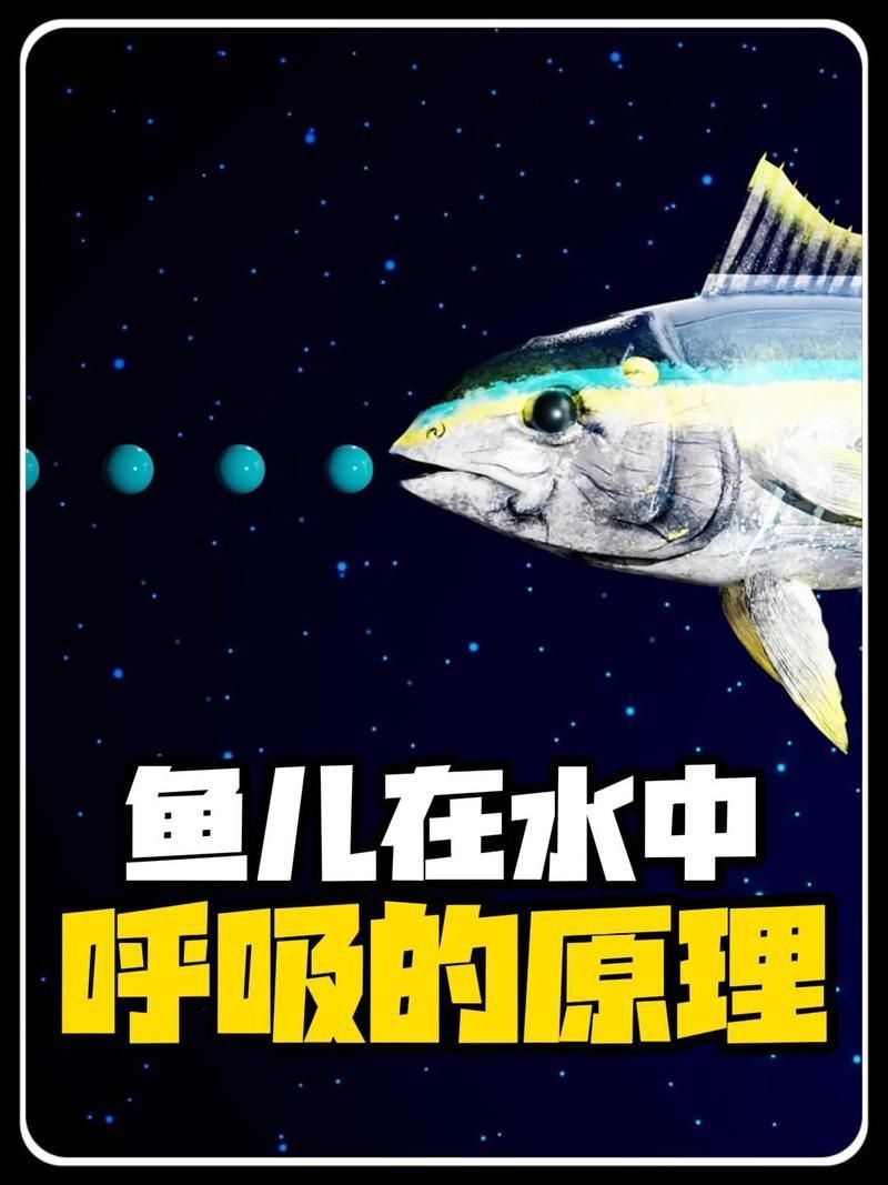 金魚的肺是怎么呼吸的 龍魚百科 第12張 金魚的肺是怎么呼吸的 金魚的肺是怎么呼吸的 龍魚百科 第12張