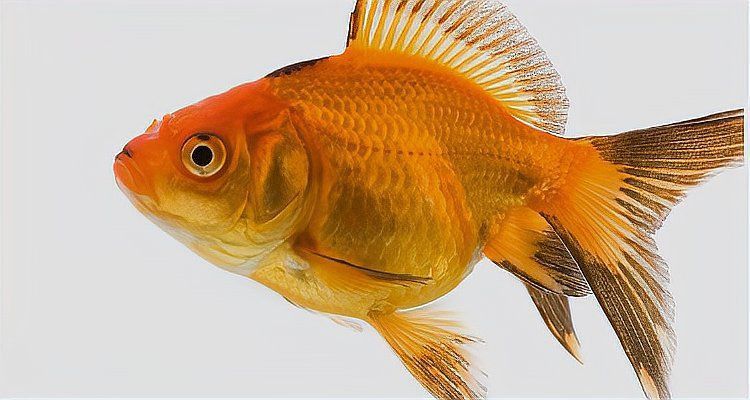 金魚的肺是怎么呼吸的 龍魚百科 第8張 金魚的肺是怎么呼吸的 金魚的肺是怎么呼吸的 龍魚百科 第8張