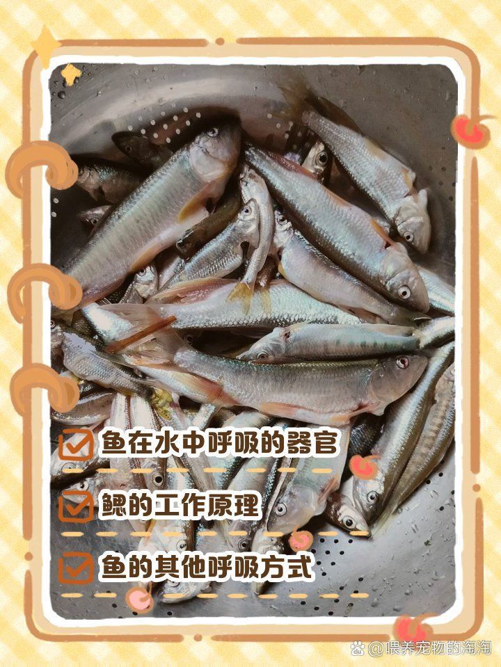 金魚的肺是怎么呼吸的 龍魚百科 第18張 金魚的肺是怎么呼吸的 金魚的肺是怎么呼吸的 龍魚百科 第18張