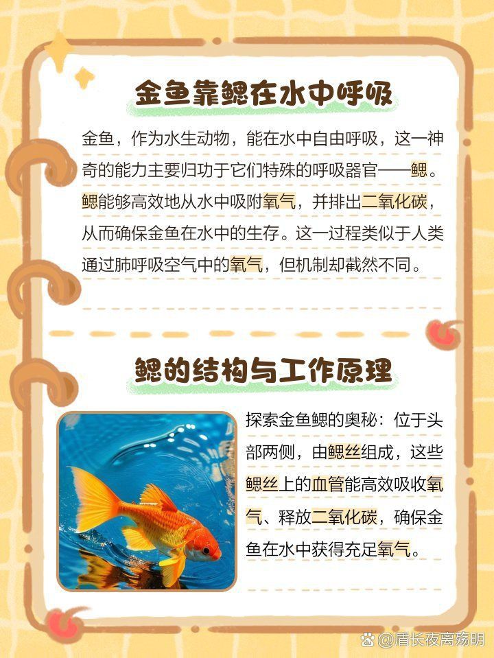 金魚的肺是怎么呼吸的 龍魚百科 第16張 金魚的肺是怎么呼吸的 金魚的肺是怎么呼吸的 龍魚百科 第16張