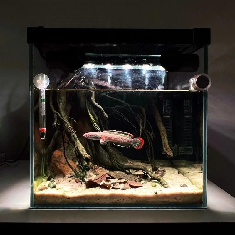 龍魚原生缸