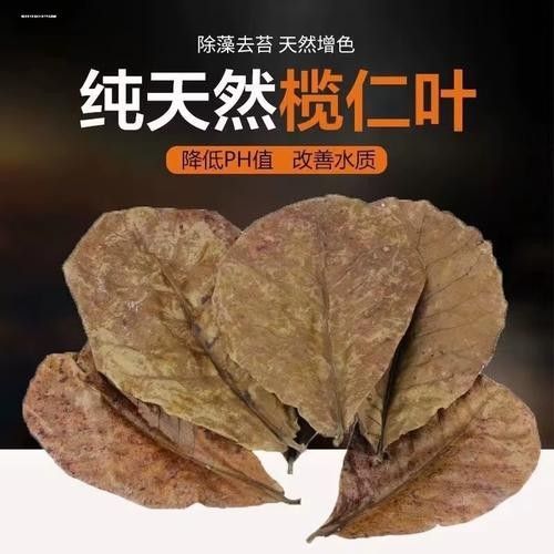 龍魚原生缸