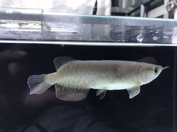 金龍魚顏色變黑了怎么辦：金龍魚顏色變黑了怎么辦金龍魚顏色變黑了怎么辦