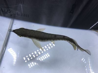金龍魚顏色變黑了怎么辦：金龍魚顏色變黑了怎么辦金龍魚顏色變黑了怎么辦