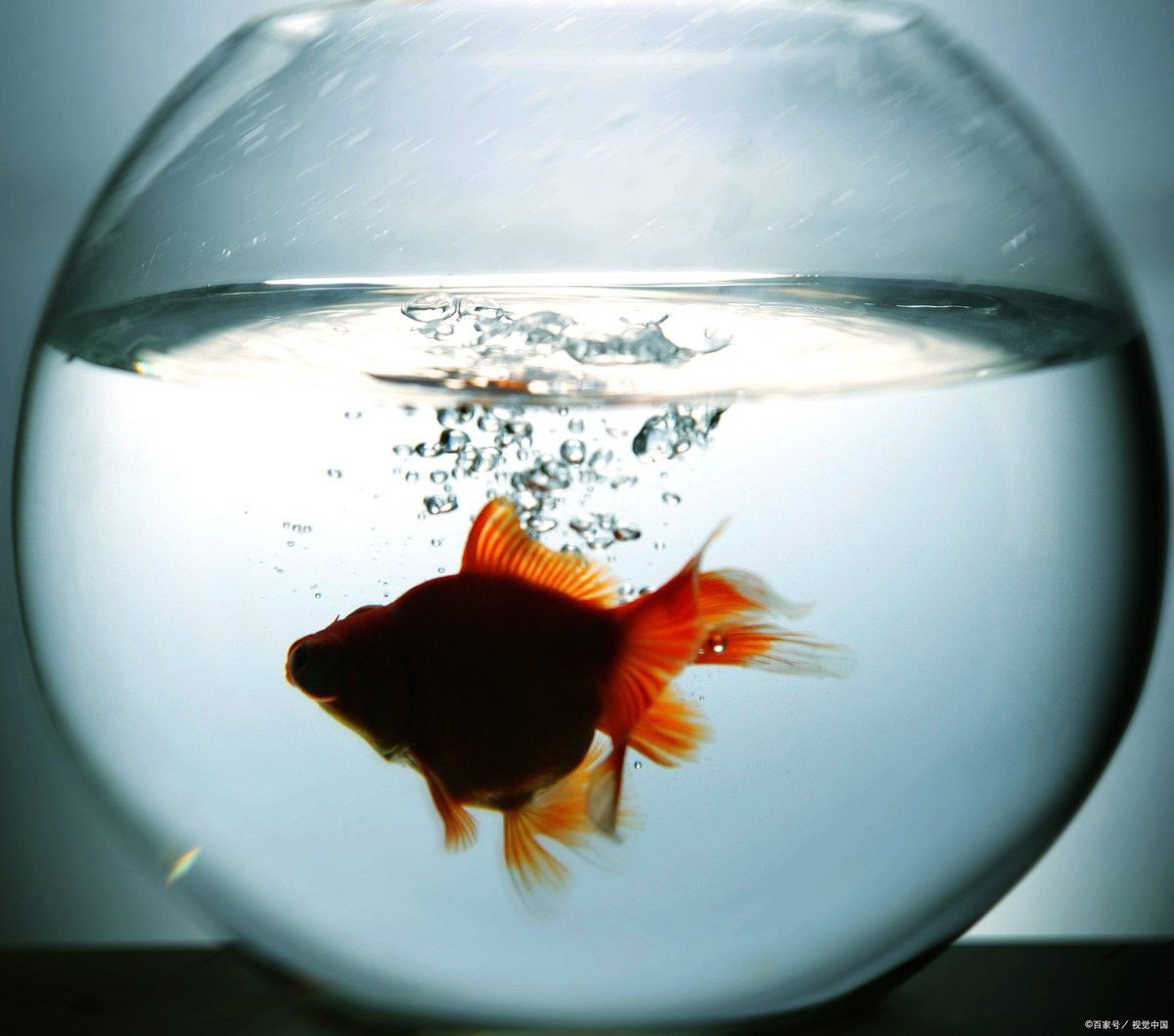 龍魚內(nèi)寄生蟲感染會自愈嗎？