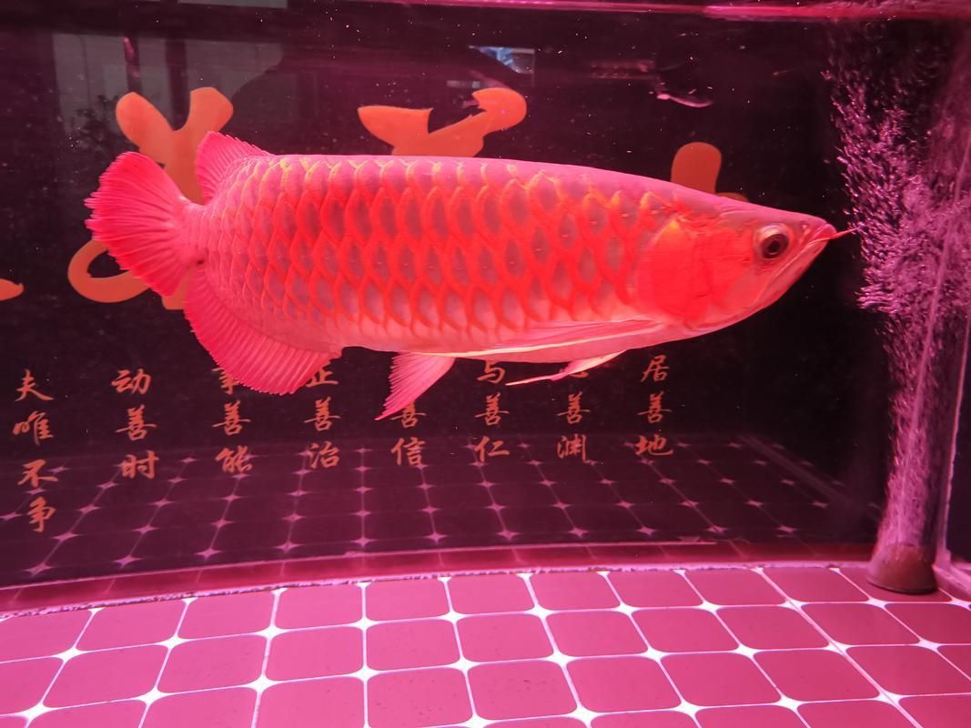 給我幾張不同尺寸的招財龍魚圖片