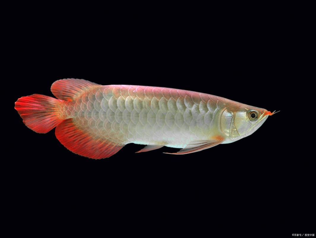 給我幾張不同尺寸的招財龍魚圖片