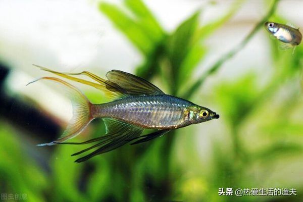 觀賞魚繁殖環境布置指南：孔雀魚繁殖缸布置要點，斗魚繁殖環境優化方法