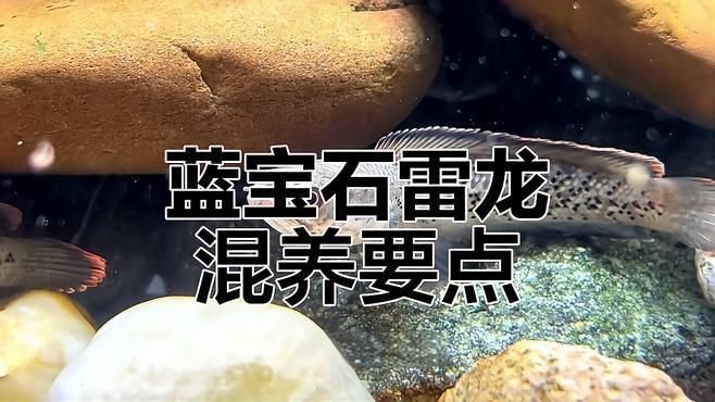藍寶石魚和其它魚的混養方法