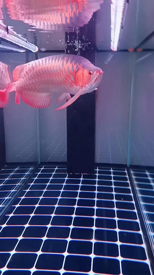 能推薦一些動態紅金龍魚壁紙嗎？