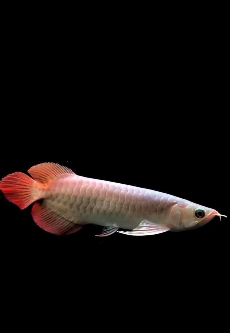 能推薦一些動態紅金龍魚壁紙嗎？