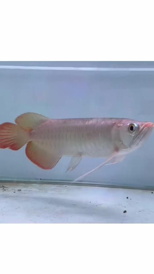 能推薦一些動態紅金龍魚壁紙嗎？